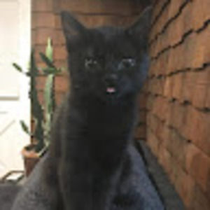 Meet your Posher, Monica